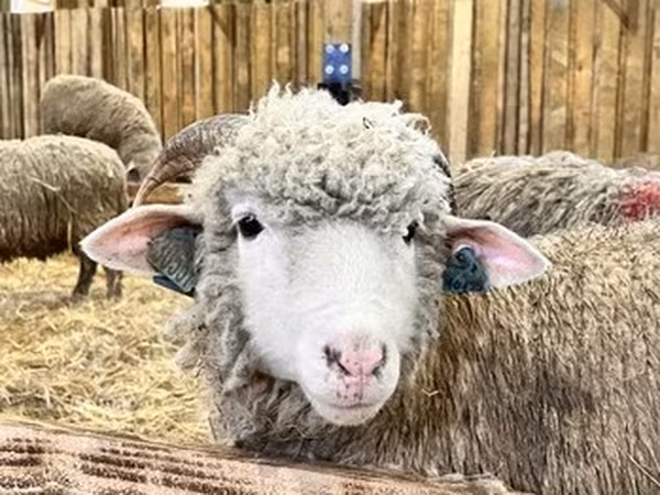 Sheep