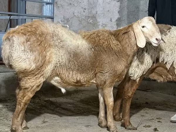 Beran, Ovce
