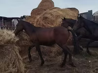 குதிரை, Horse breed — புகைப்படம் 7