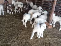 Sheep, Awassi sheep — photo 1