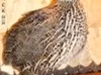 இங்கிலிஷ் வெள்ளை — புகைப்படம் 2