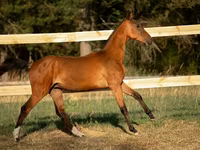 Kůň, Akhal-Teke — foto 5