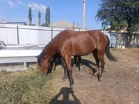 பெண் குதிரை, Thoroughbred horse — புகைப்படம் 1
