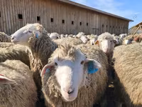 Widder, Dorset horn sheep — Foto 5