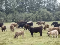 Býk, Gallowayská kráva — foto 1