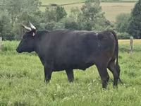 Cow, Wagyu — photo 6