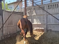 Kůň, Arabian horse — foto 5