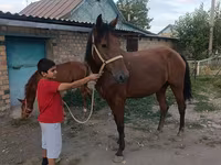 Yegua, Thoroughbred horse — foto 7