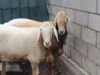 ஆண் ஆடு, Arashan sheep — புகைப்படம் 3