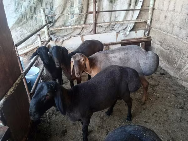 كبش, Rhon sheep