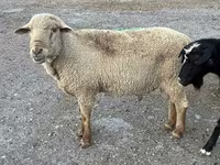 मेढ़ा, Hampshire sheep — फ़ोटो 6