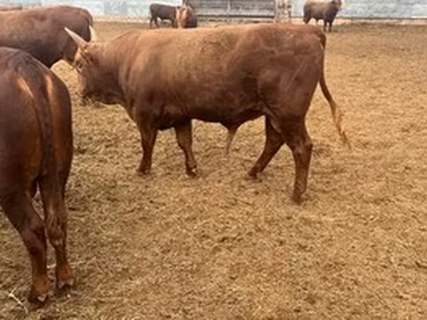 Kalmyk breed