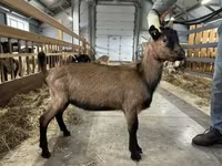 ஆண் வெள்ளாடு, Alpine goat — புகைப்படம் 2