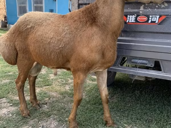 Arashan sheep