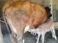 गाय, Red Estonian cattle — फ़ोटो 5