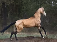 Kůň, Akhal-Teke — foto 2