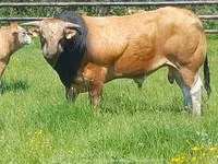 காளை, Partenaise cattle — புகைப்படம் 4