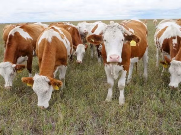 Býk, Simmental cattle