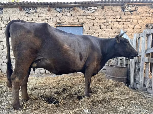 Kuh, Ukrainian Brown Dairy Cattle