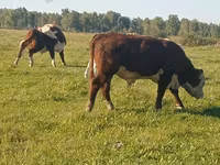 Býk, Yaroslavl cattle — foto 4