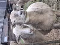 Widder, Katum sheep — Foto 5