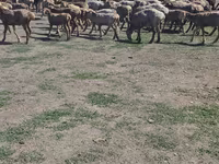 Widder, Hissar sheep — Foto 3