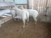 Oveja, Baerchuke sheep — foto 1