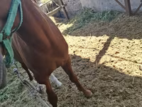 Kůň, Arabian horse — foto 7