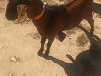 公山羊, Nubian Goat — 照片 1