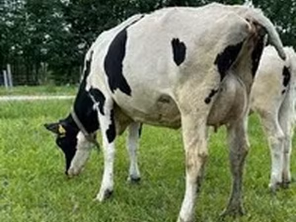 গোলস্টাইন জাত