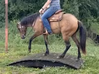 فرس, Quarter Horse — الصورة 8
