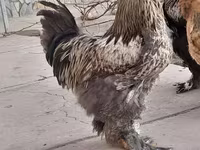 Brahma — Foto 1
