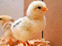 ஆட்லர் சில்வர் — புகைப்படம் 7