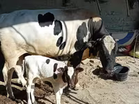 காளை, அபர்டீன் - ஆங்கஸ் — புகைப்படம் 4