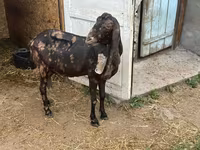 Ziege, Kamori goats — Foto 4