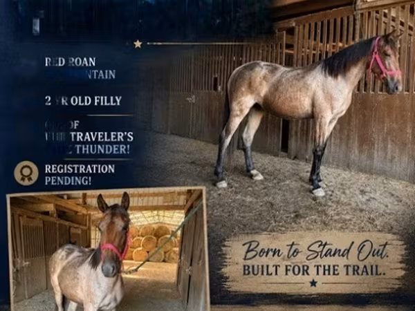 Klisna, Rocky Mountain Horse