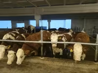 Cow, Red-spotted breed — photo 6