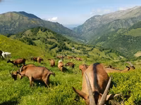 बकरी, Alpine goat — फ़ोटो 1
