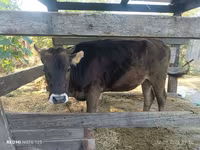 Vaca, Raza Alatau — foto 1