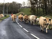 Krava, Aubrac cattle — foto 4
