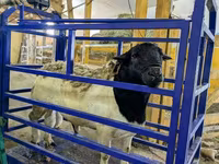 Widder, Dorset horn sheep — Foto 7