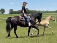 Klisna, Rocky Mountain Horse — foto 3
