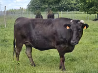 Cow, Wagyu — photo 1