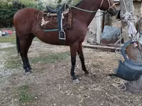 Caballo, Thoroughbred horse — foto 1
