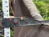 Klisna, Rocky Mountain Horse — foto 3