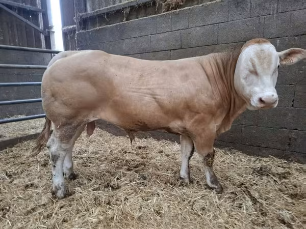 Býk, Blonde d’Aquitane cattle