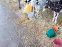 Bulle, Swiss cattle — Foto 4