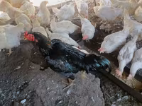 Brahma — Foto 8