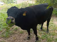 Bulle, Rote hornlose Kuh — Foto 4