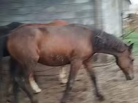 குதிரை, Horse breed — புகைப்படம் 8